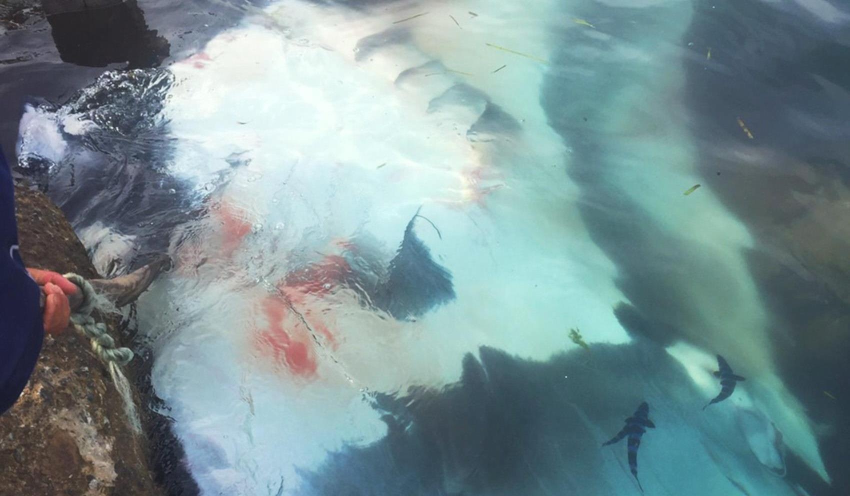 Ngu dan dao Ly Son ke chuyen doi mat con ca 600 kg tren bien hinh anh