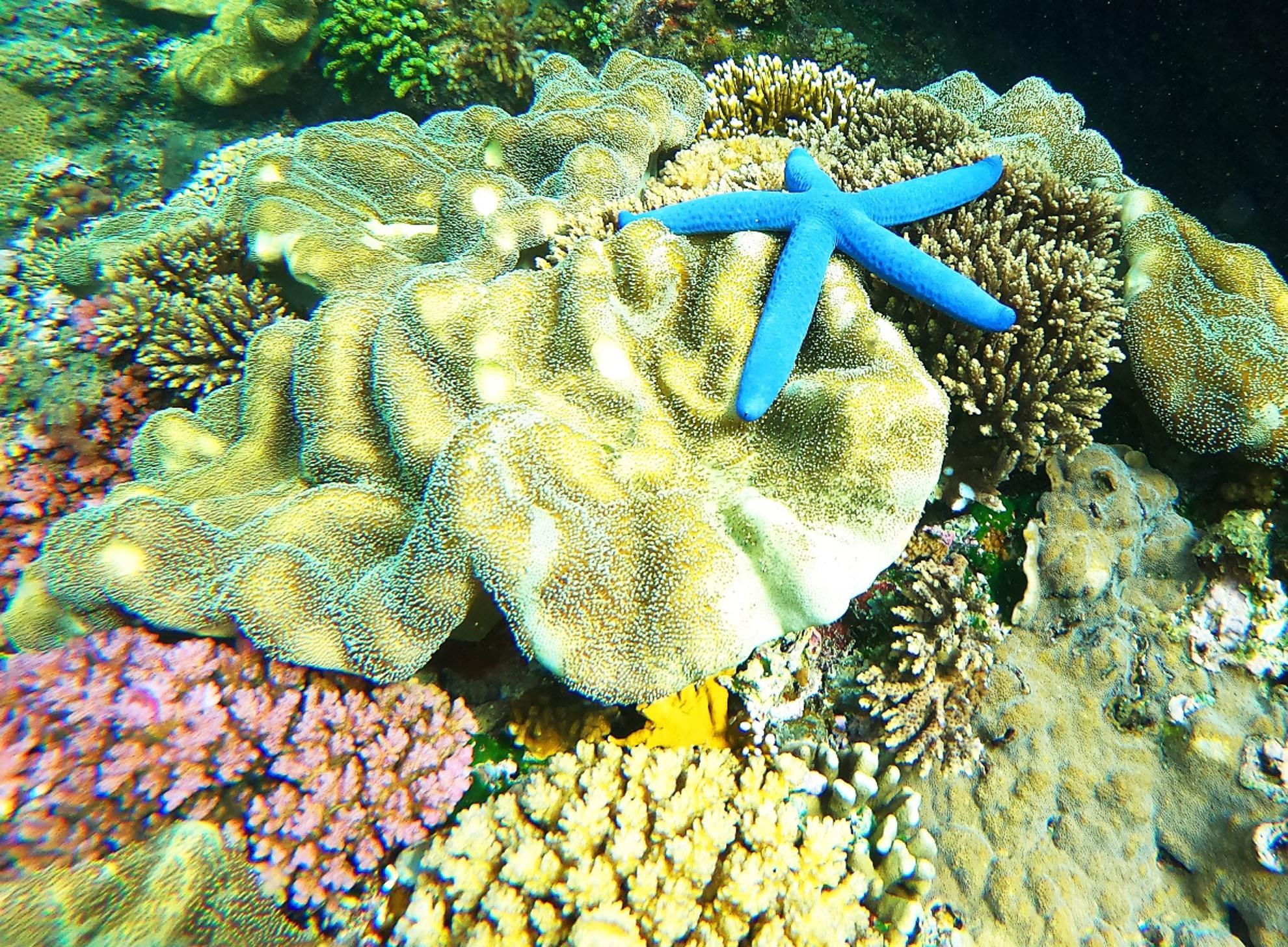 Dao thien duong o Ly Son anh 11