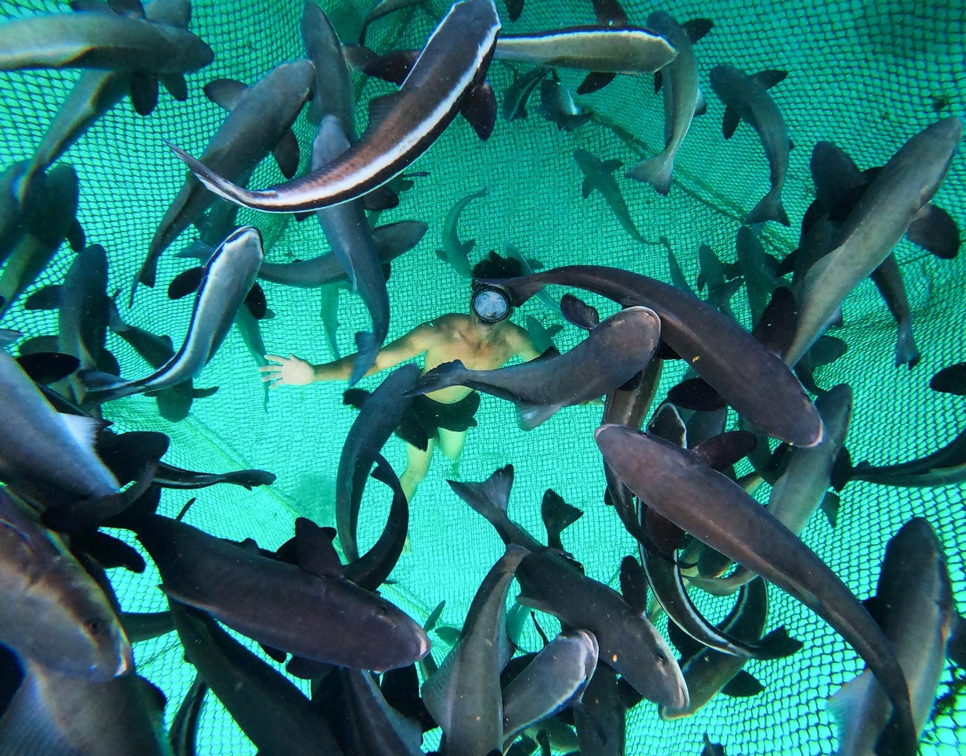 Dao thien duong o Ly Son anh 13