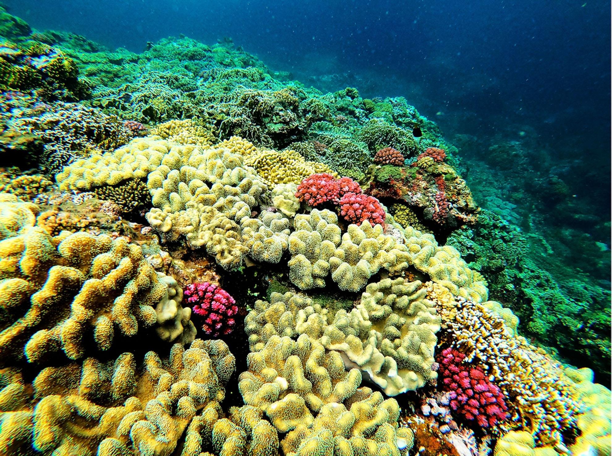 Dao thien duong o Ly Son anh 12