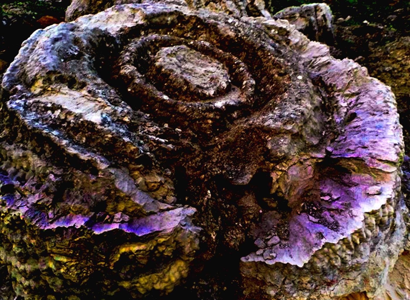 San hô hóa thạch hoa hồng ảnh 2 San ho hoa thach hoa hong anh 2