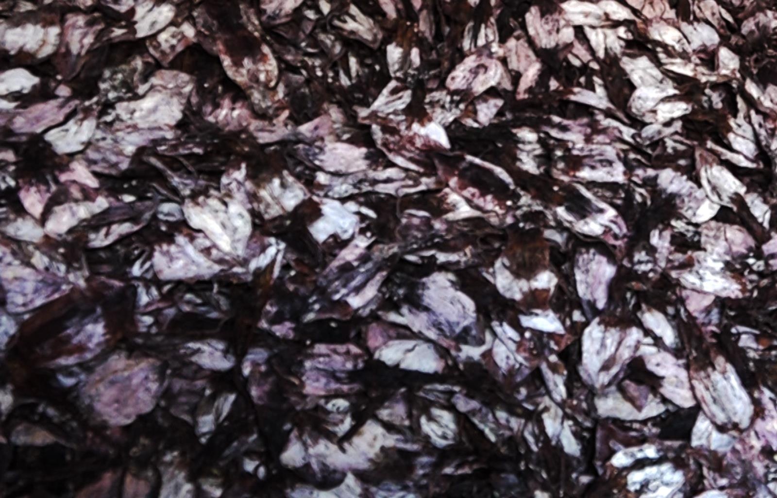 Ngu dan mien Trung khon don vi hang nghin tan muc ton kho hinh anh