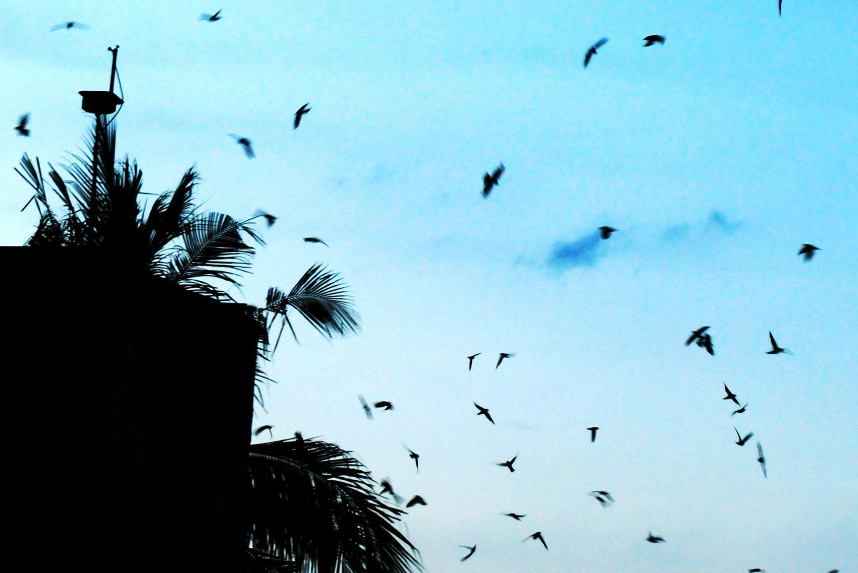 Binh Dinh tam dung nuoi moi chim yen vi lo pha vo quy hoach hinh anh