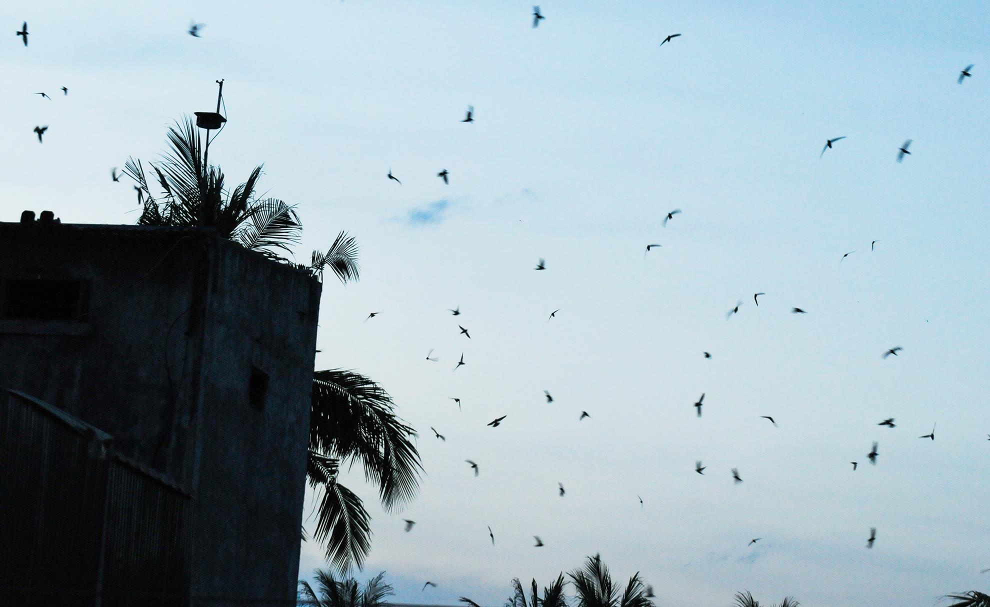 Tạm dừng nuôi mới chim yến ảnh 2 Tam dung nuoi moi chim yen anh 2