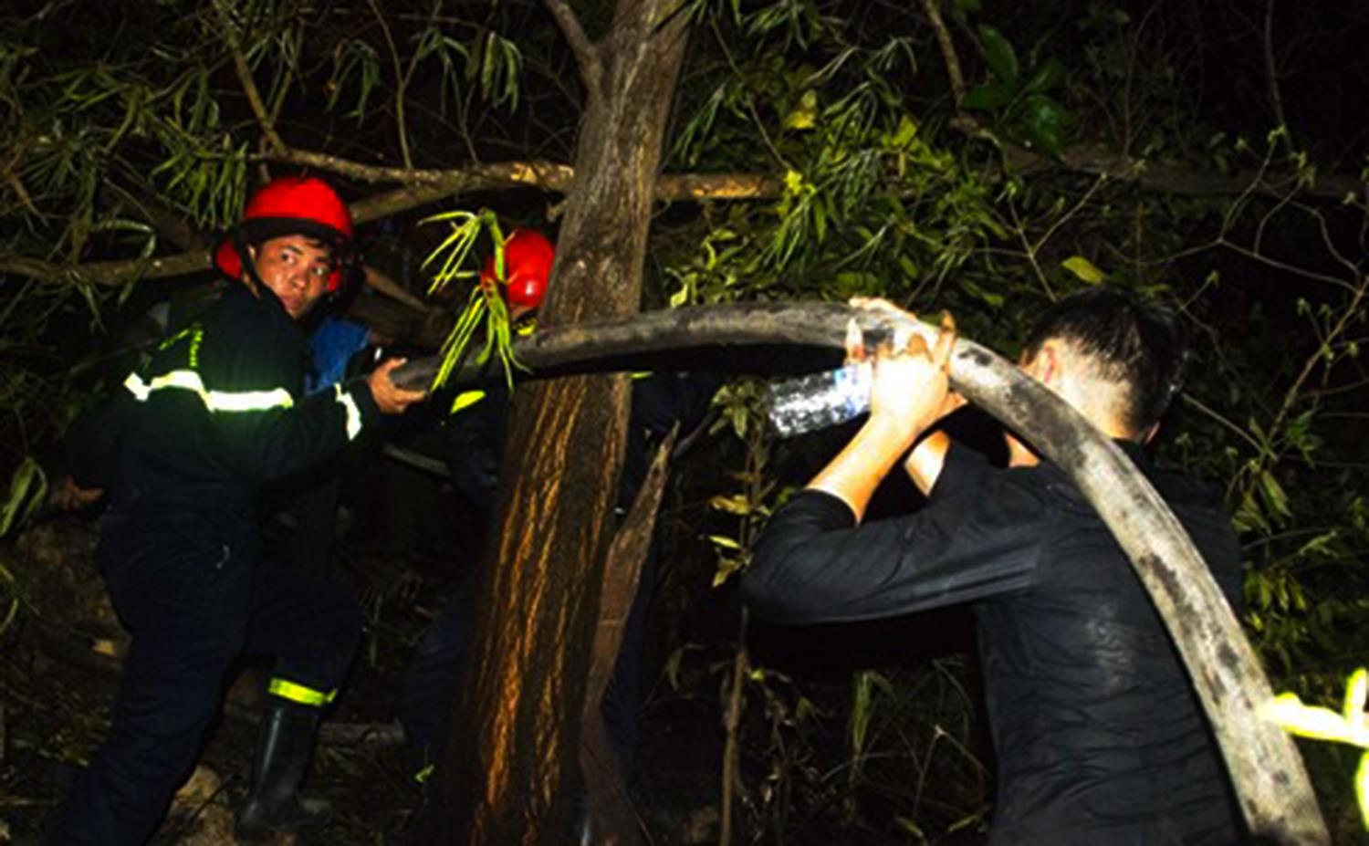 Cháy rừng ở Quy Nhơn ảnh 2 Chay rung o Quy Nhon anh 2