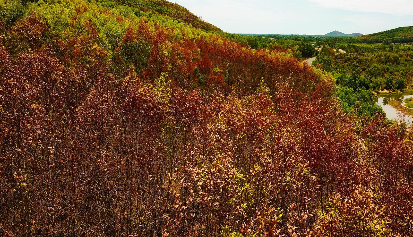 10.000 ha rung chet kho vi nang han lich su hinh anh