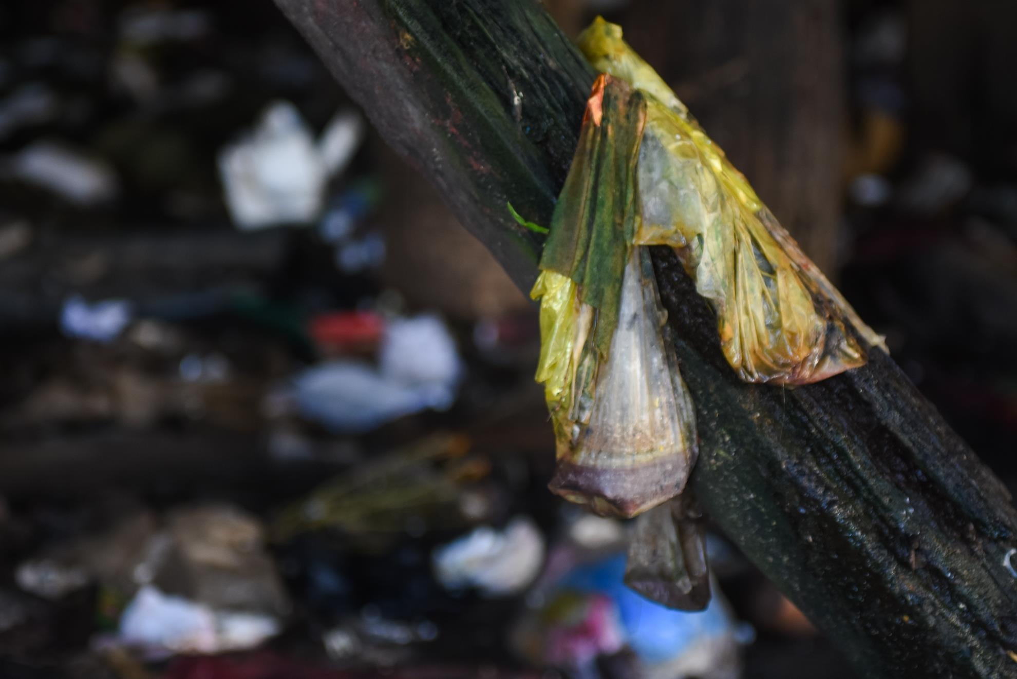 Khu o chuot o Quy Nhon anh 9