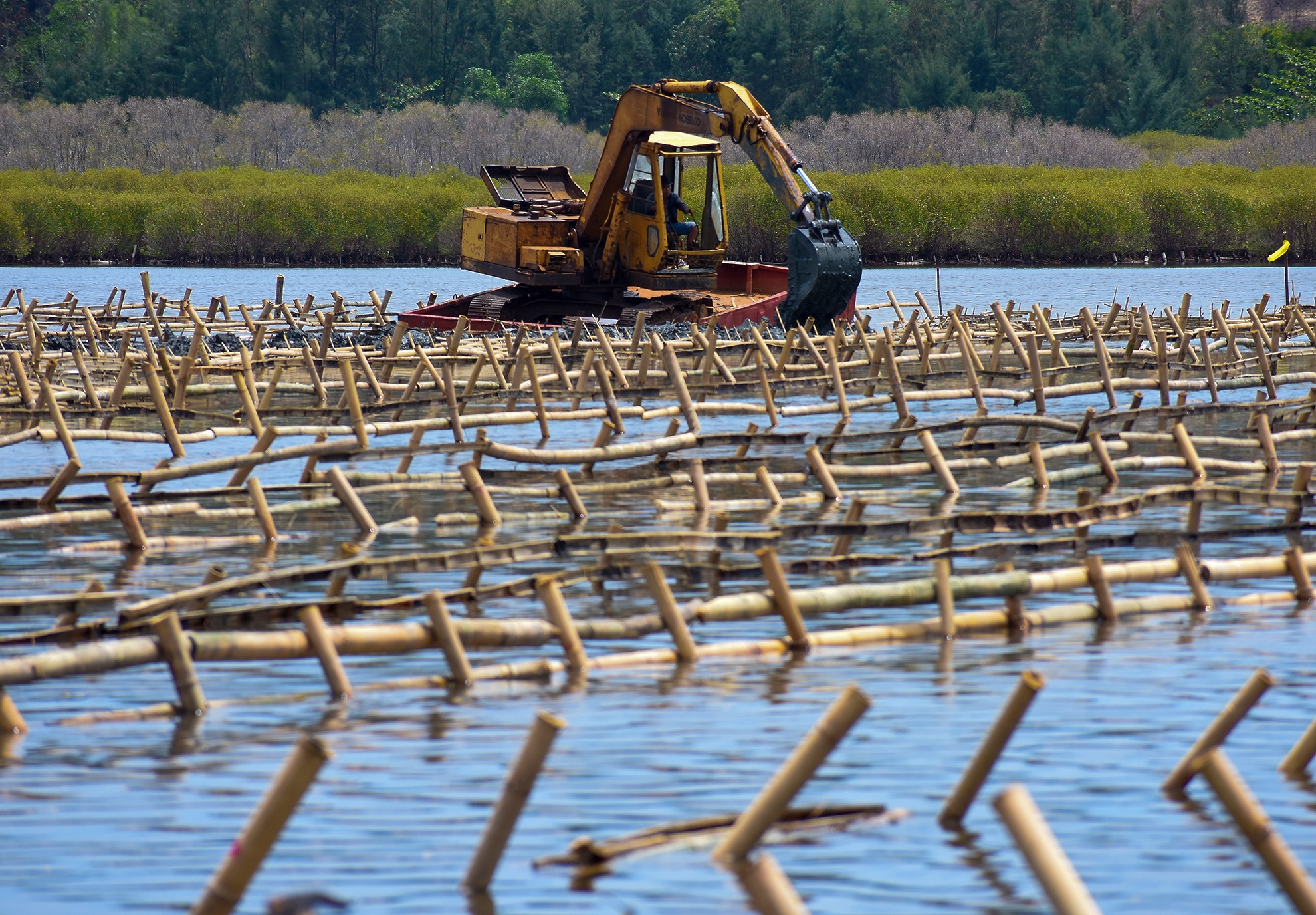 Trong rung ngap man Quang Ngai anh 3