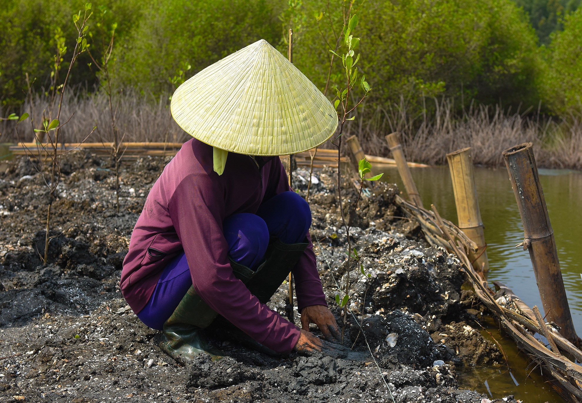 Trong rung ngap man Quang Ngai anh 11