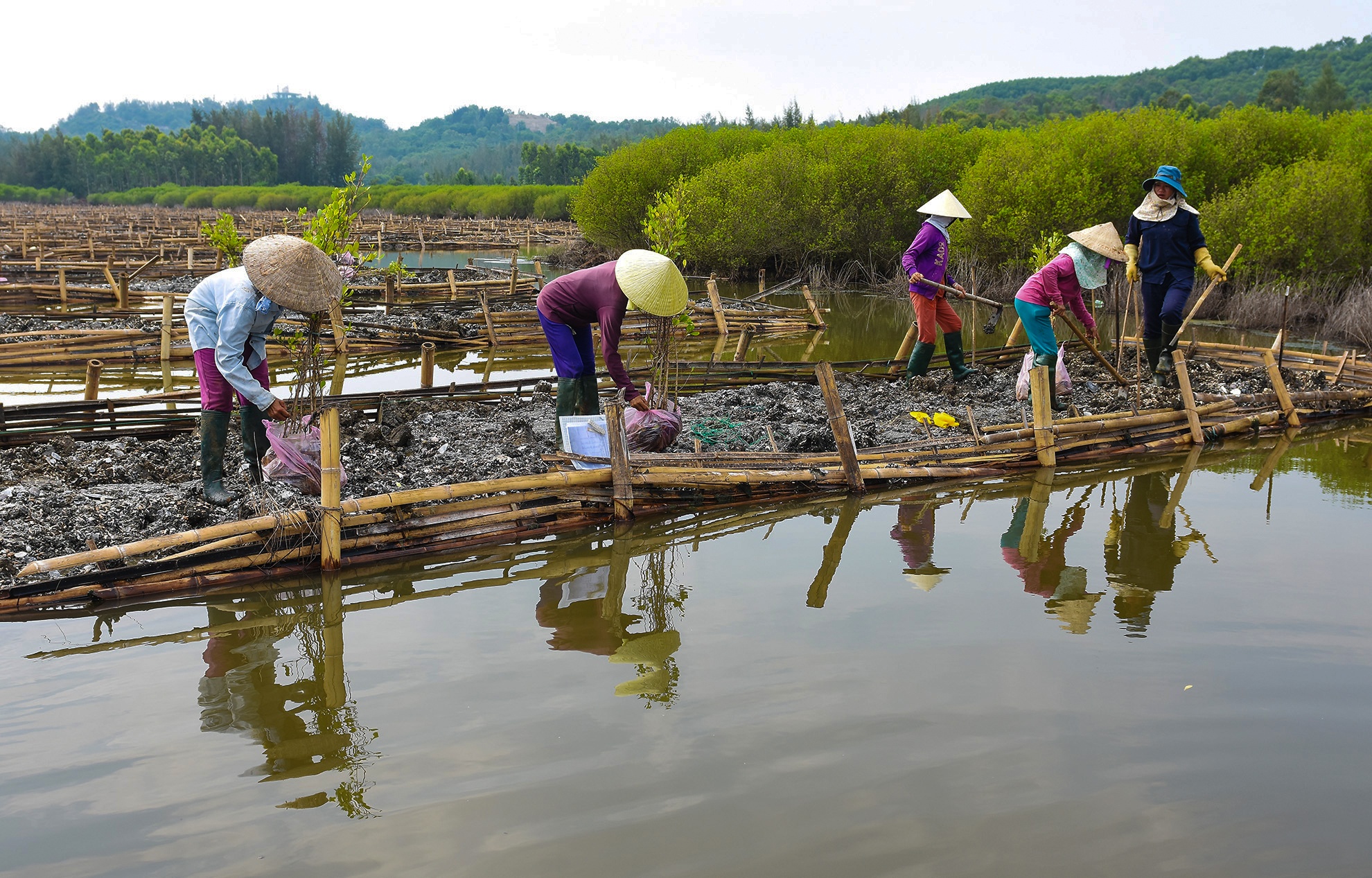 Trong rung ngap man Quang Ngai anh 10