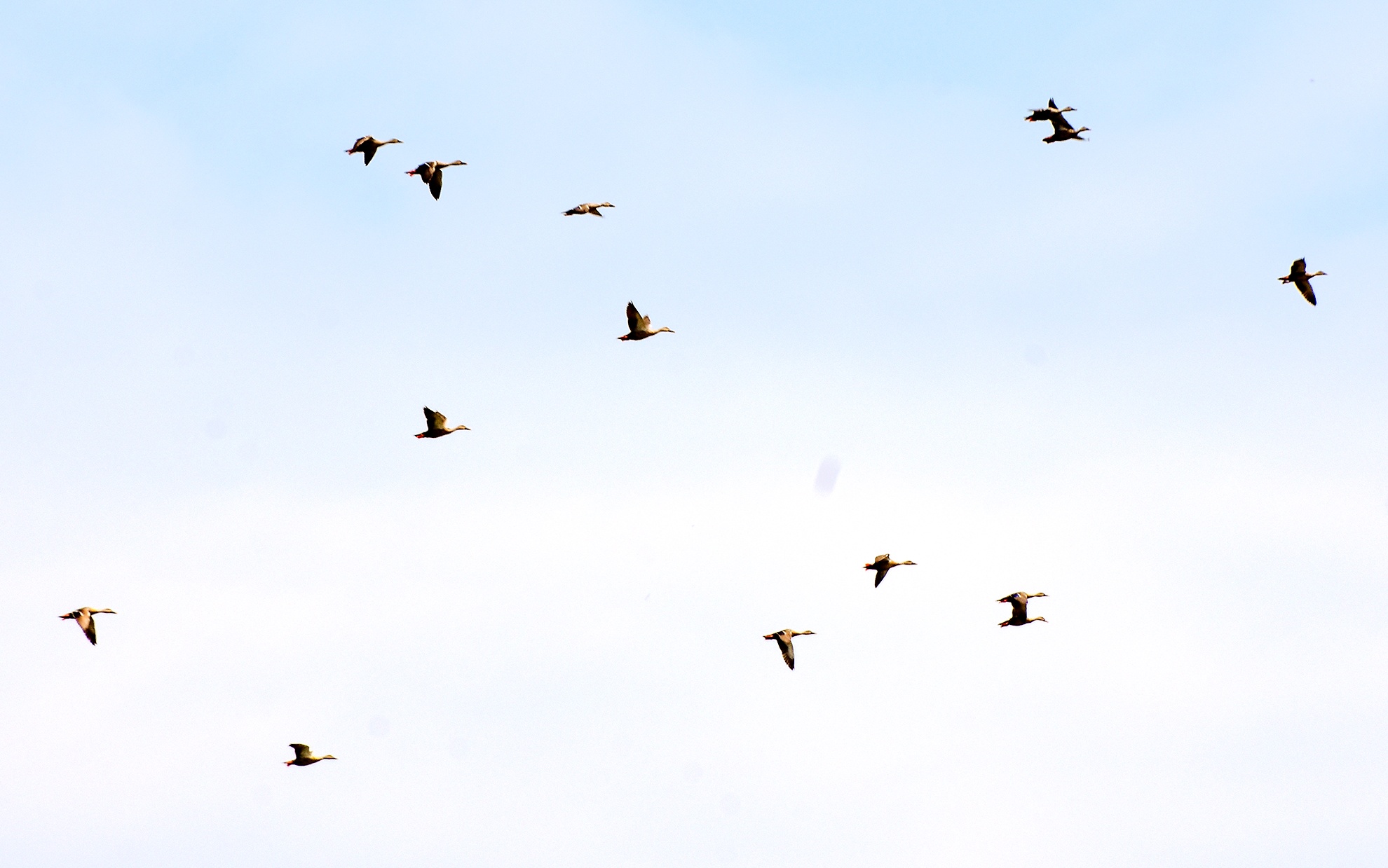 Trong rung ngap man Quang Ngai anh 15