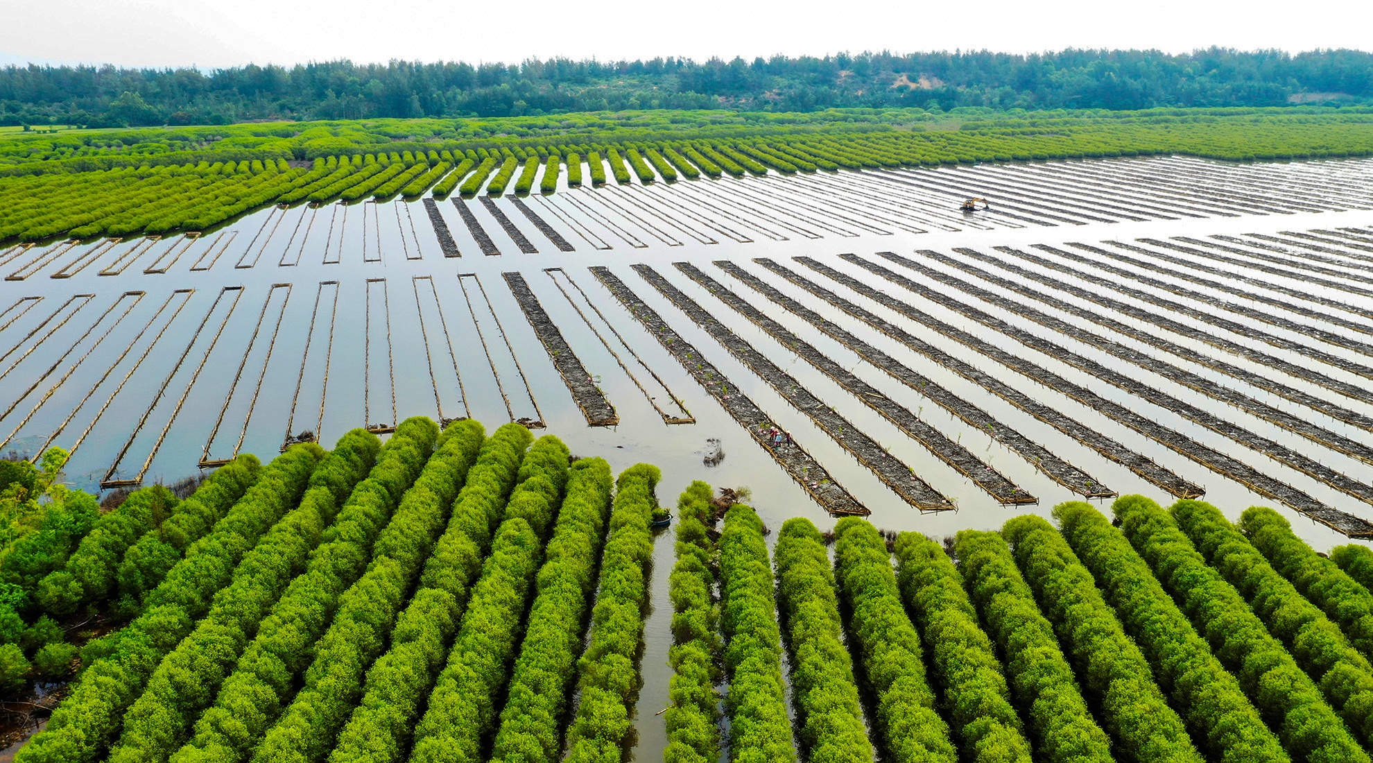 Trong rung ngap man Quang Ngai anh 1