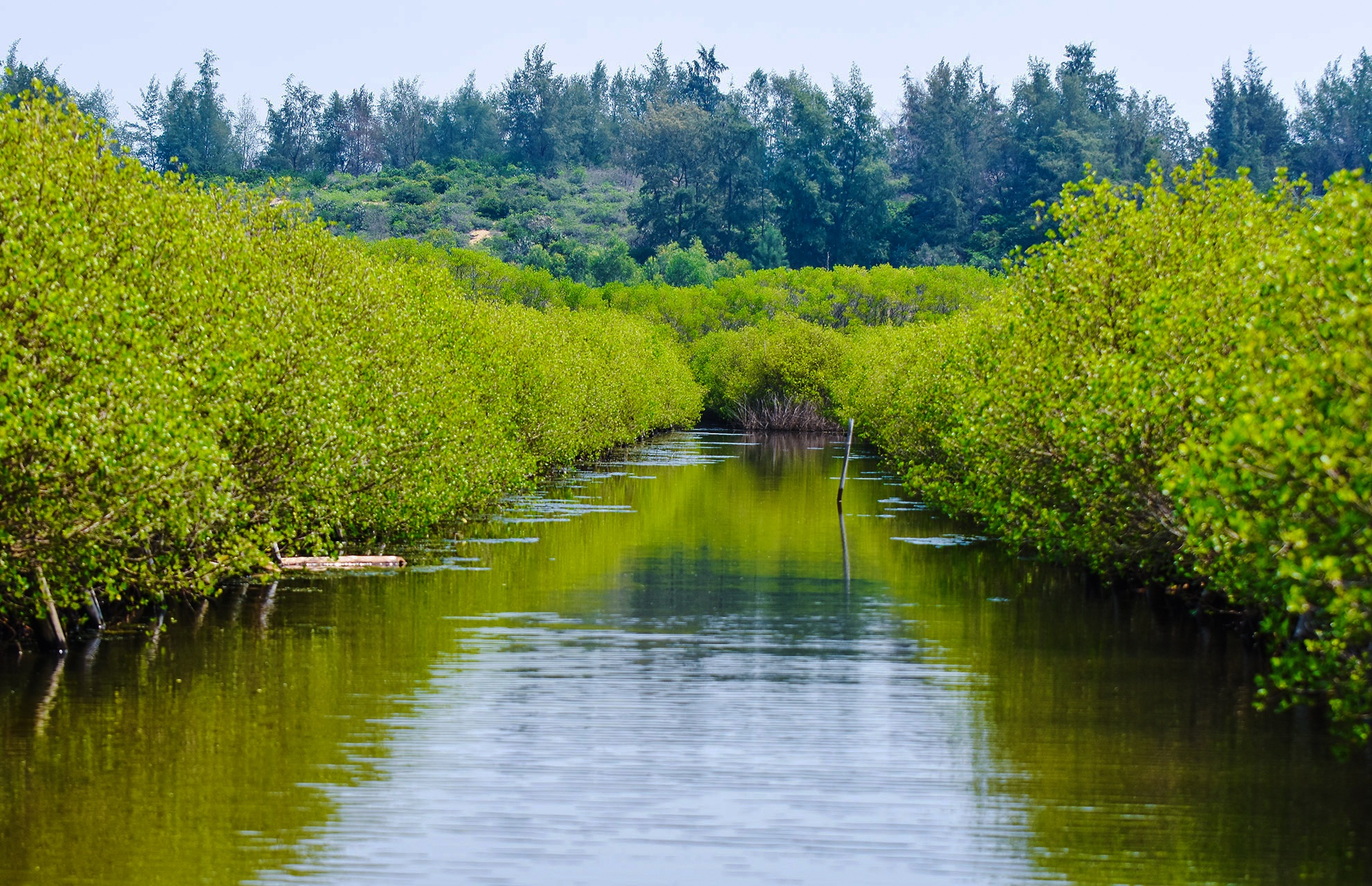 Trong rung ngap man Quang Ngai anh 12