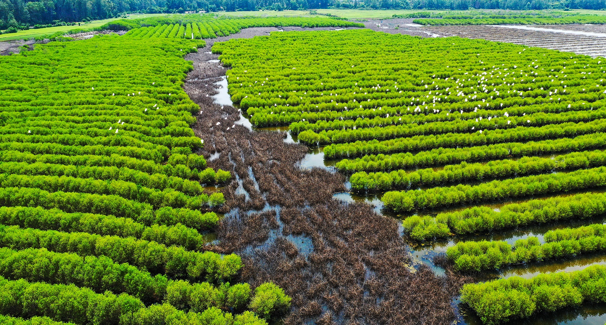 Trong rung ngap man Quang Ngai anh 16