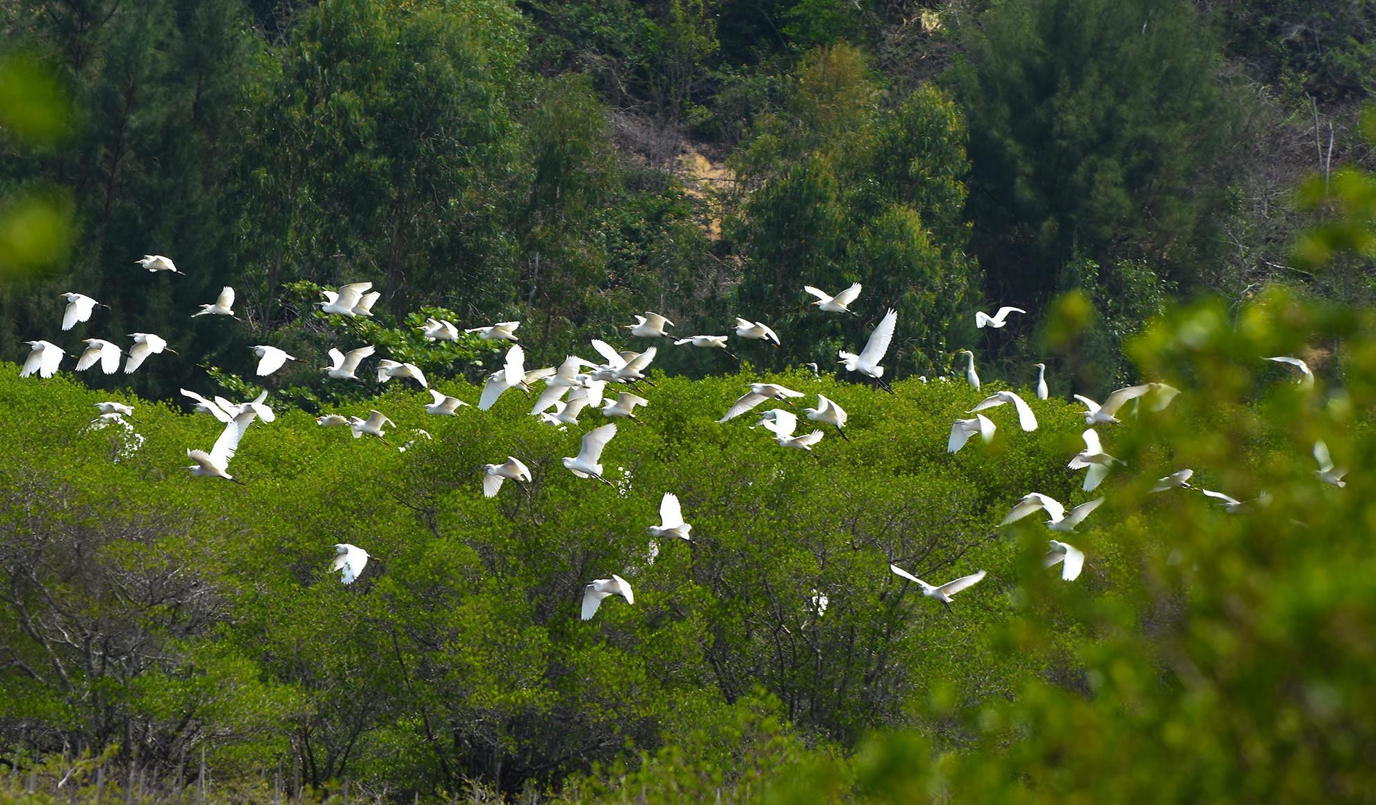 O leu tam, bam tru trong rung ngap man chan song hinh anh