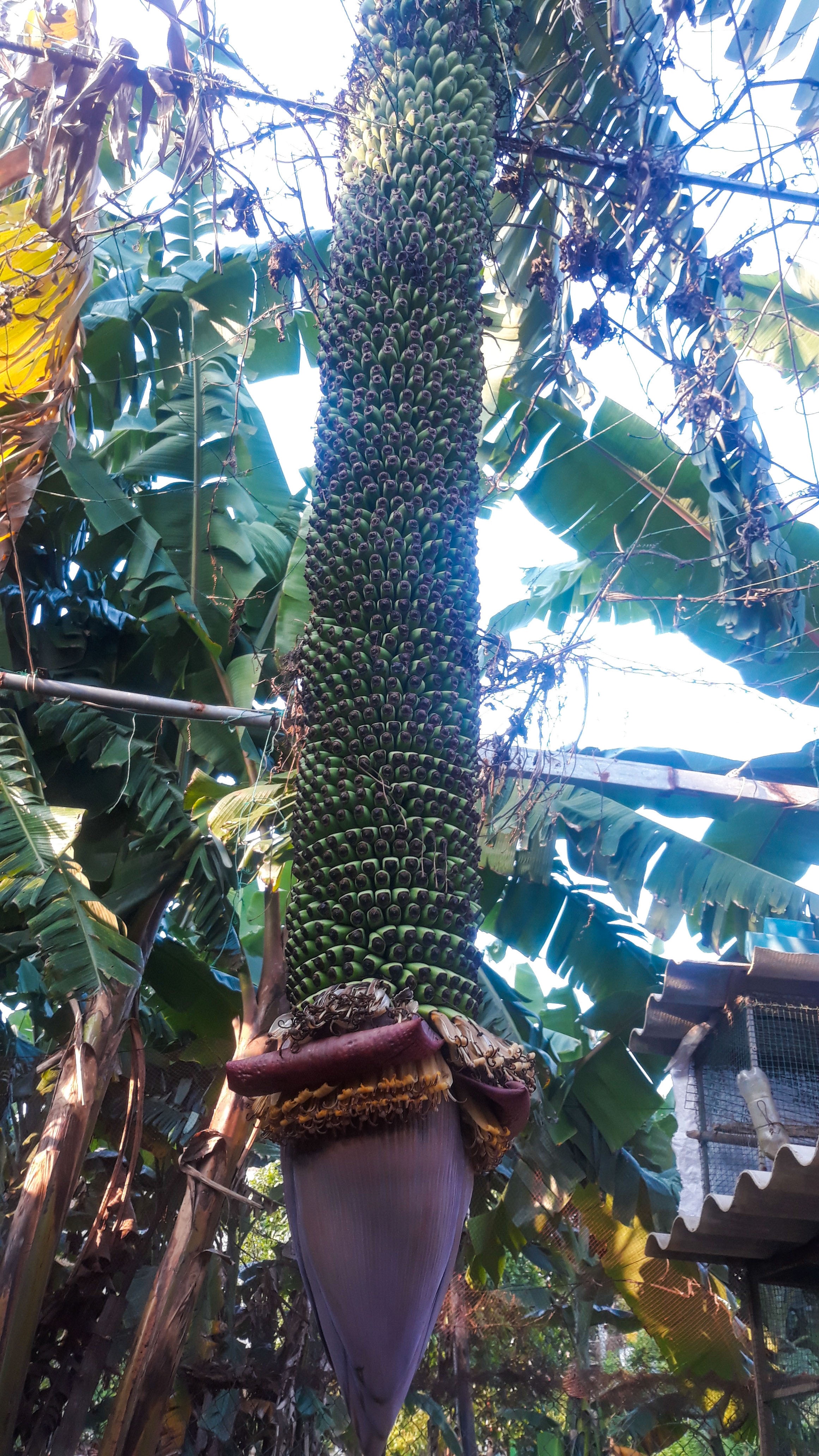 Buong chuoi tram nai ky la anh 1