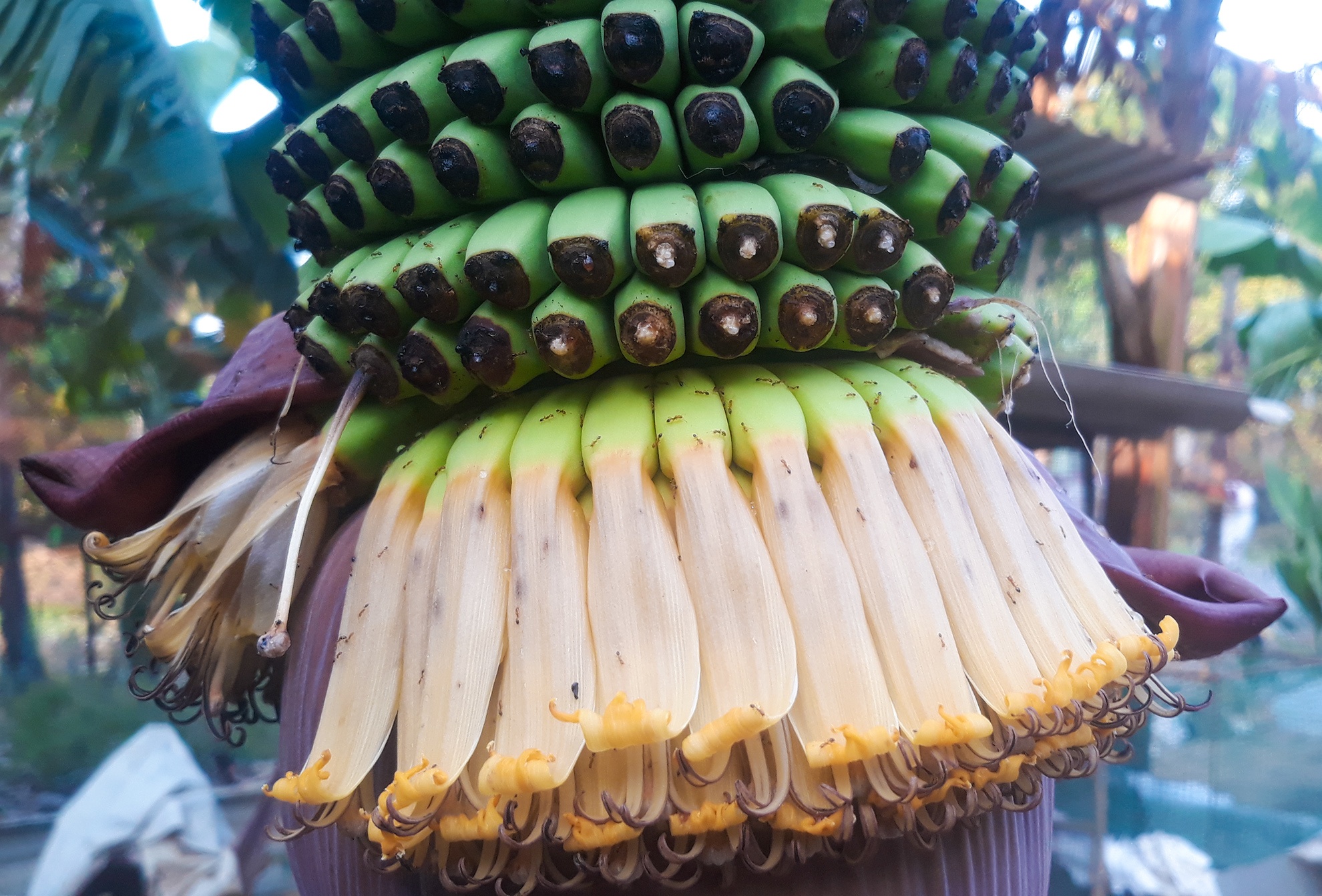 Buong chuoi tram nai ky la anh 3