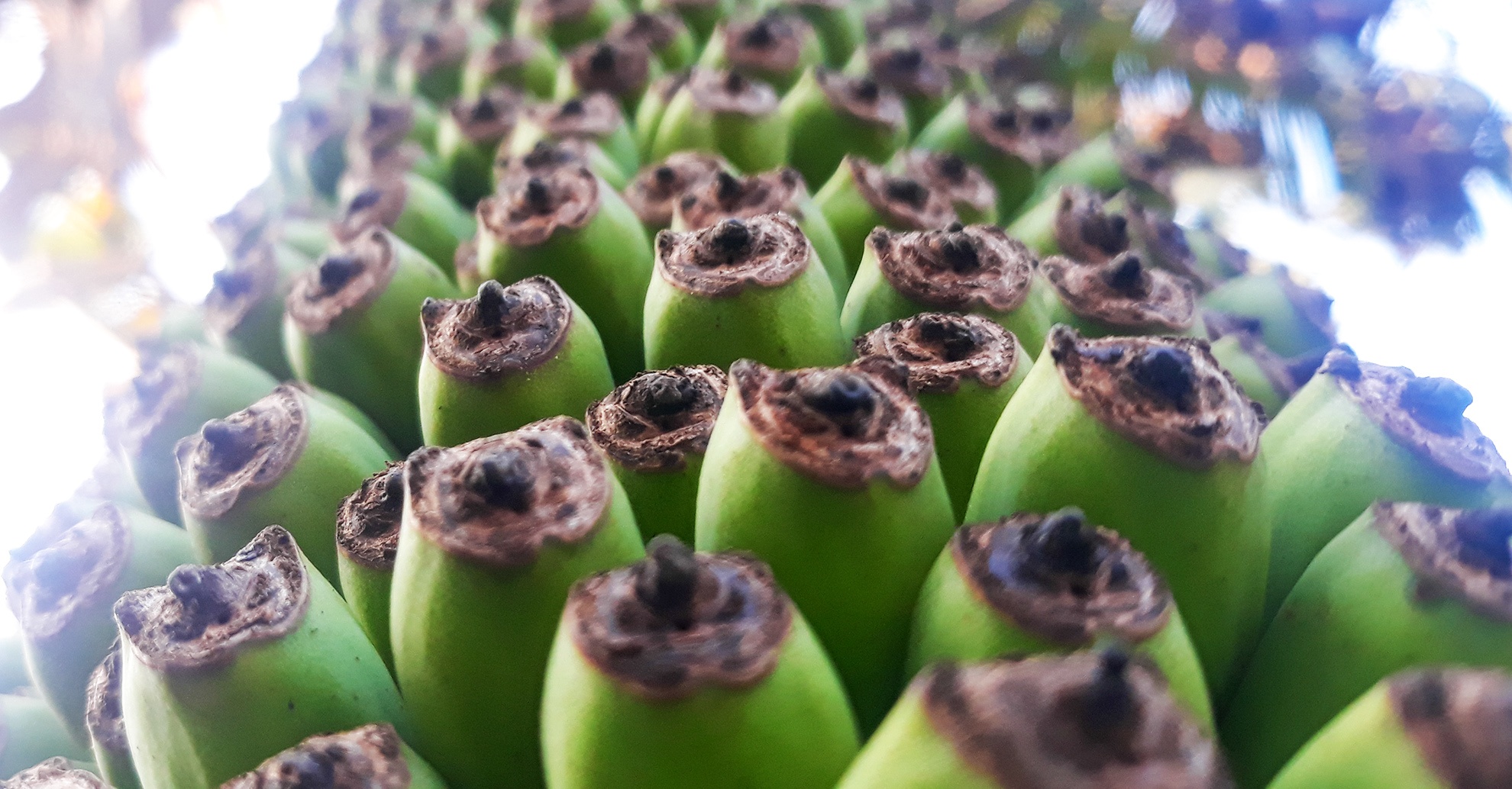 Buong chuoi hon 120 nai, dai 2,5 m o Quang Ngai hinh anh