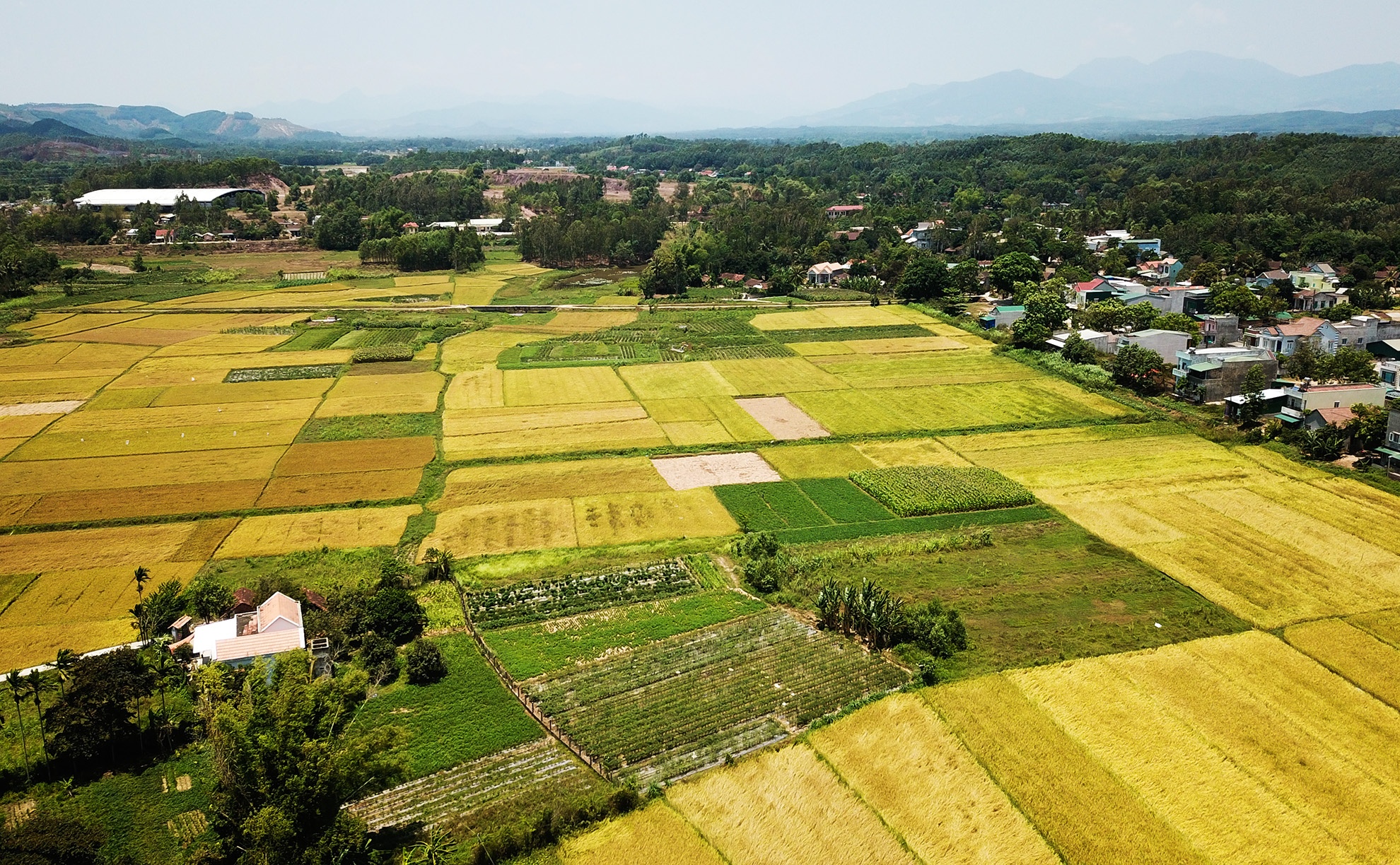 Cấp nhầm sổ đỏ Quảng Ngãi ảnh 1 Cap nham so do Quang Ngai anh 1