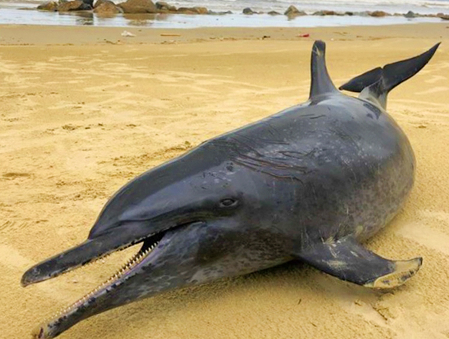 Ca heo o bien Quang Ngai anh 1