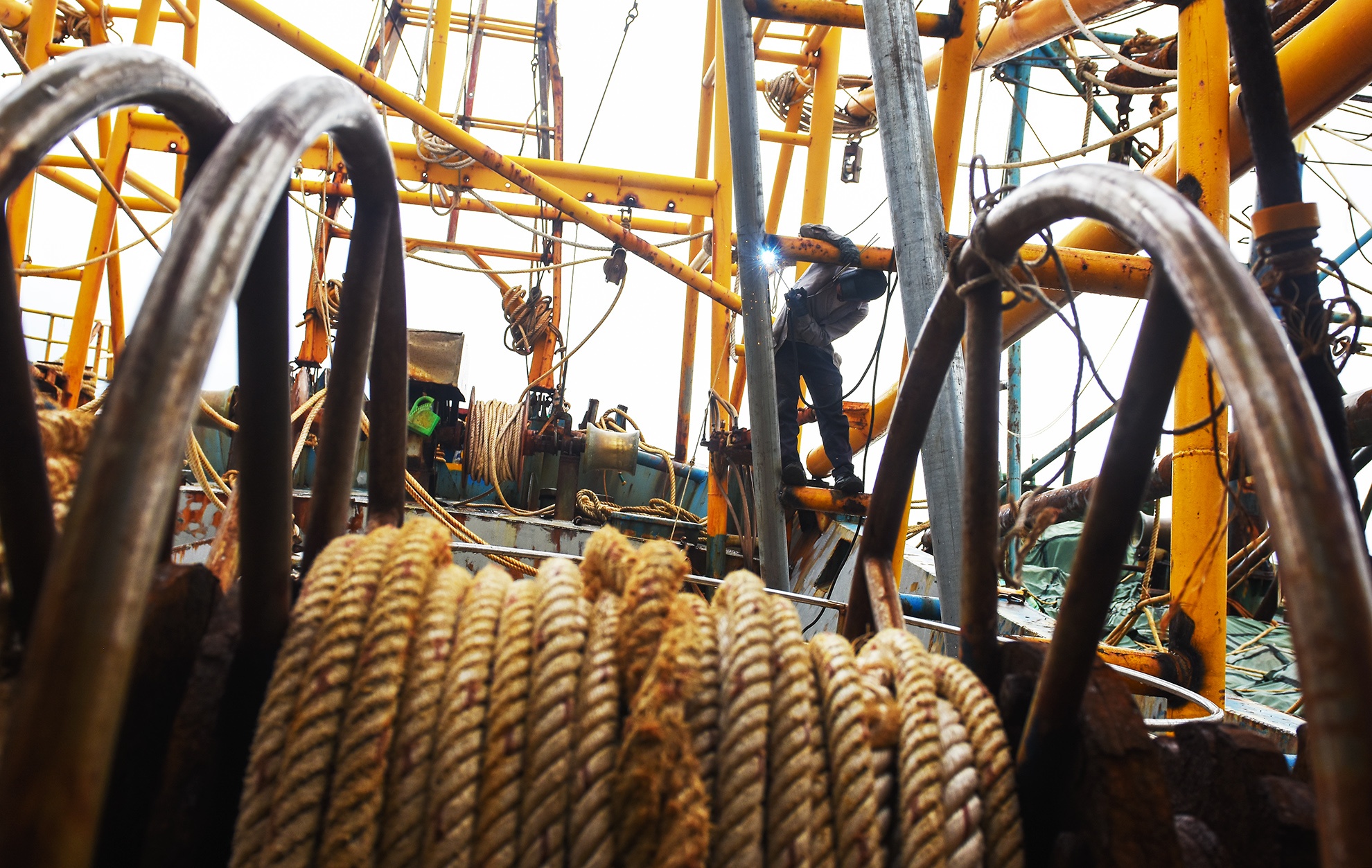 Dieu tra tau chim Binh Dinh anh 2