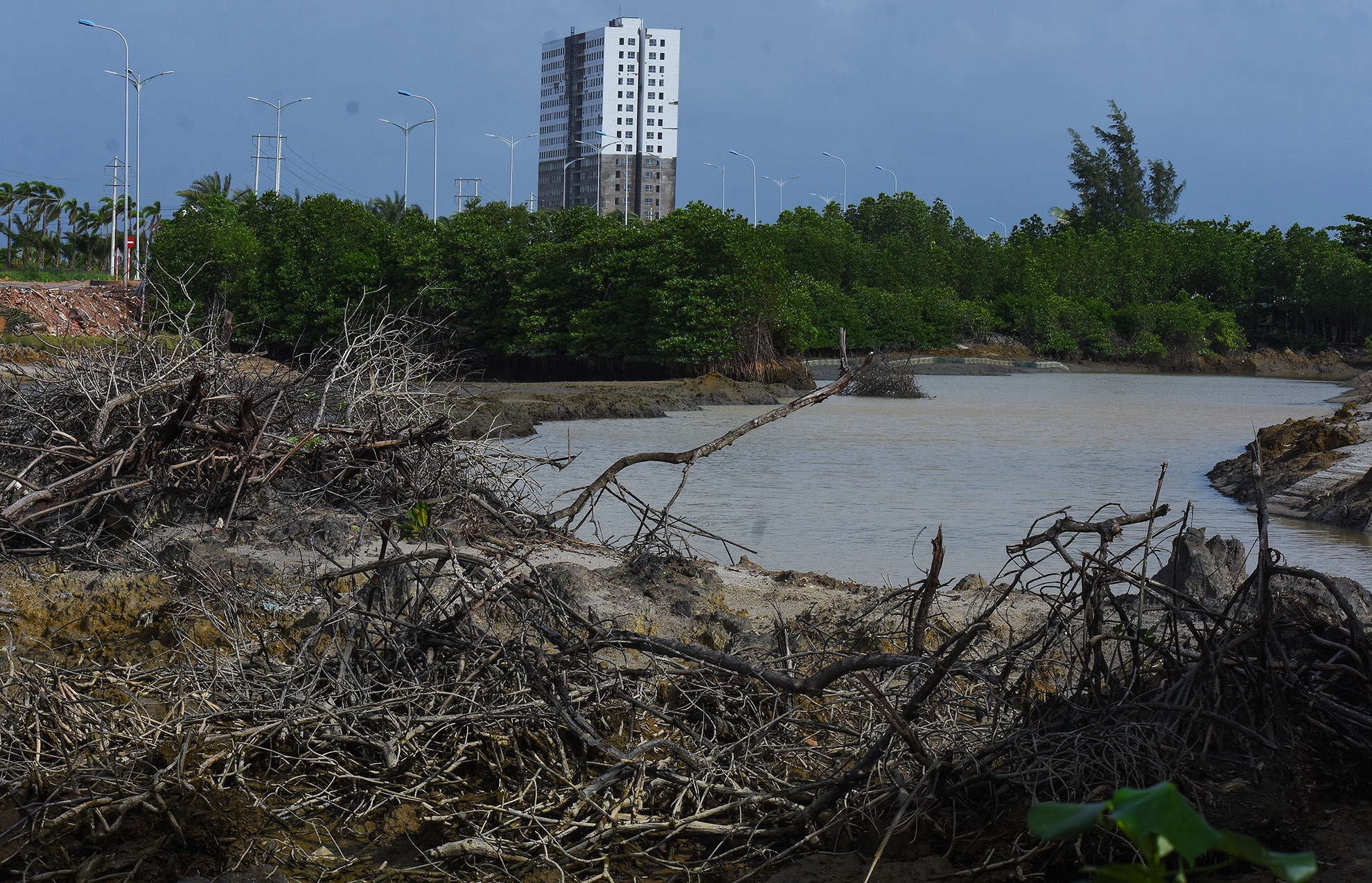 Rung ngap man Thi Nai tan nat anh 7