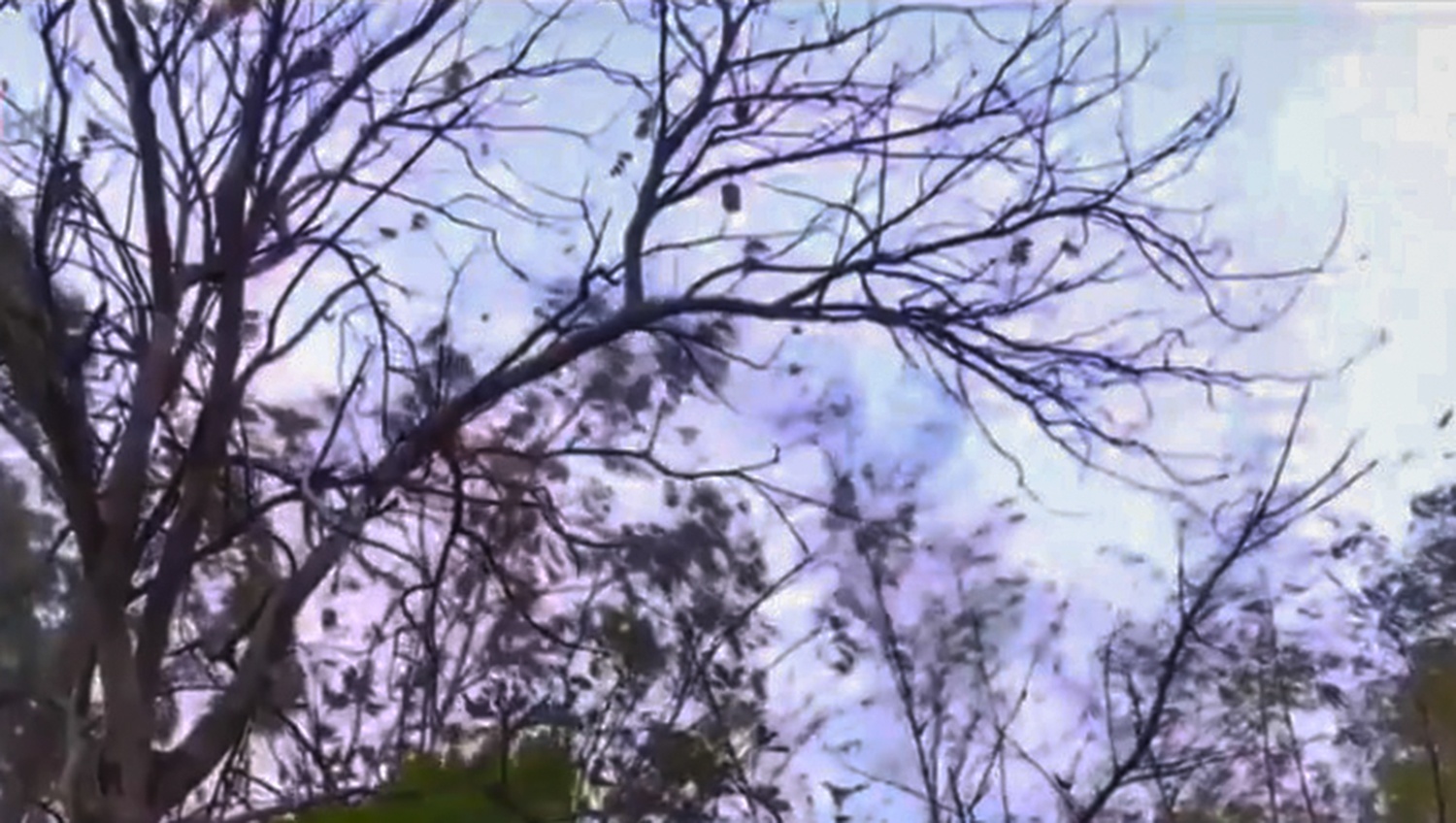 Cây gần nhà máy Hòa Phát rụng kas ảnh 1 Cay gan nha may Hoa Phat rung kas anh 1