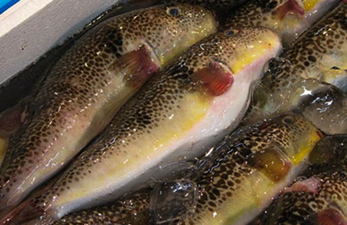 An ca noc mu, mot ngu dan thiet mang hinh anh