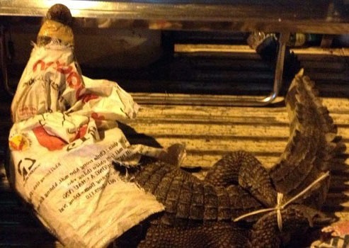 Ca sau 50kg dot nhien rot giua duong Sai Gon hinh anh