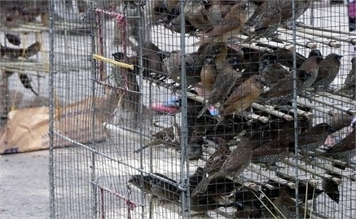 Clip chim phong sinh bay ra tu long o Sai Gon hinh anh