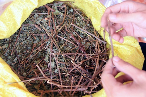 Dan thanh thi vao rung san 'than duoc' cua nguoi Co Tu hinh anh