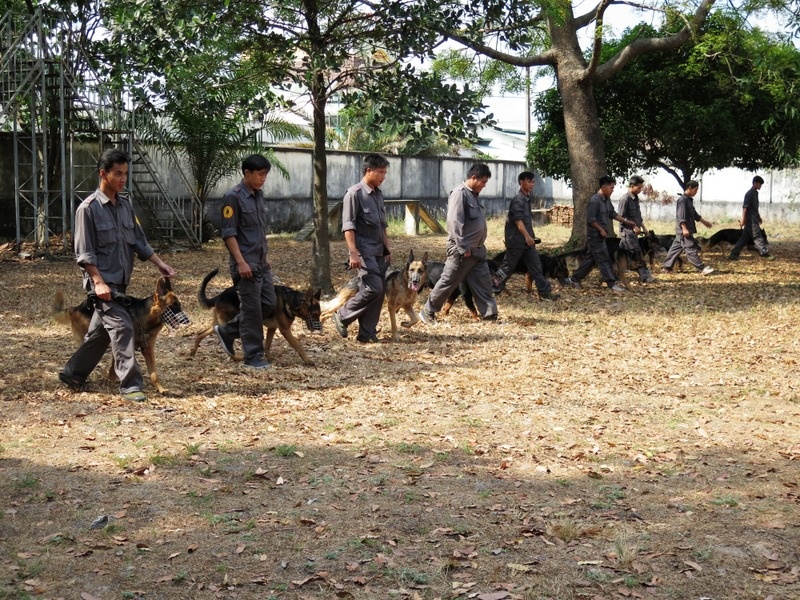 Các huấn luyện viên đang hướng dẫn chó tập các bài động tác cơ bản trên thao trường