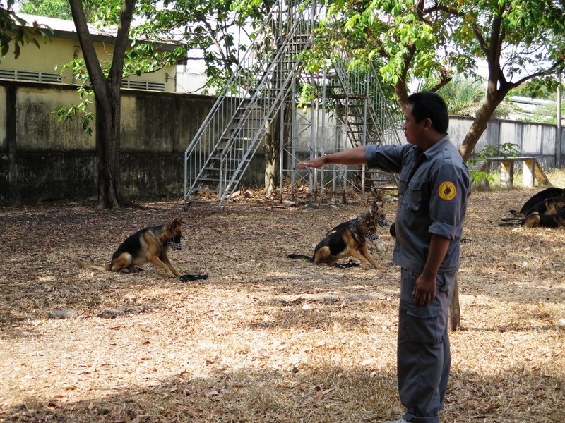 Thiếu úy Nguyễn Viễn Du đang tập cho chó các bài tập phản xạ nằm theo lời huấn luyện viên