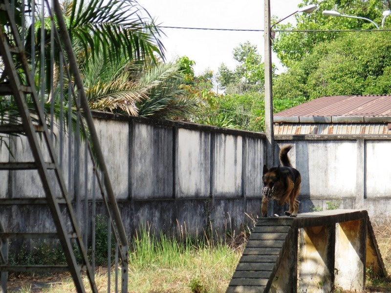 Chạy hàng rào ngang