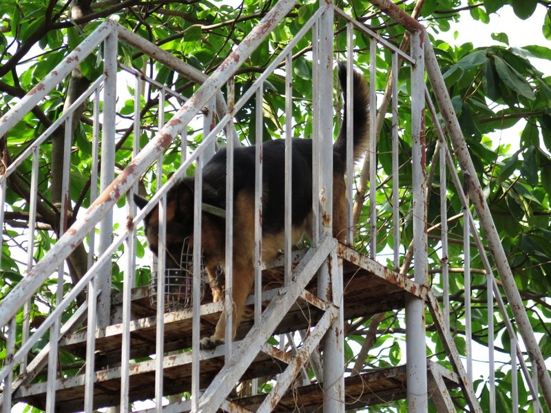 Xuống cầu thang đứng