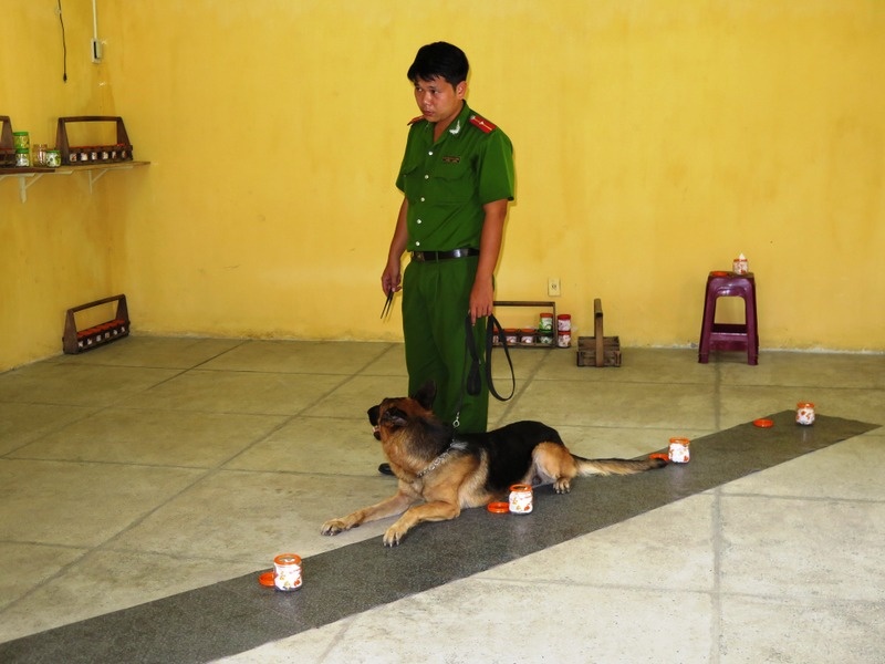 Khi phát hiện mùi hơi đúng với mùi huấn luyện giao nhiệm vụ truy tìm