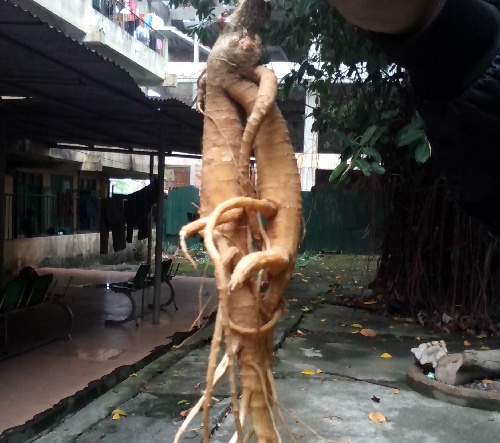 Ba nguoi nhap vien vi an cu la giong sam hinh anh