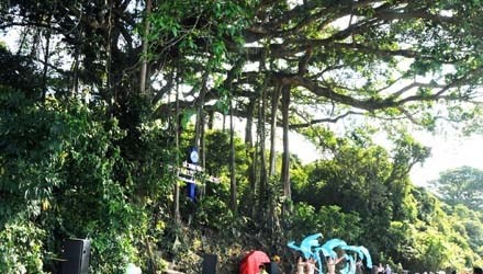 Cay da 800 tuoi co chu vi than 85 met hinh anh