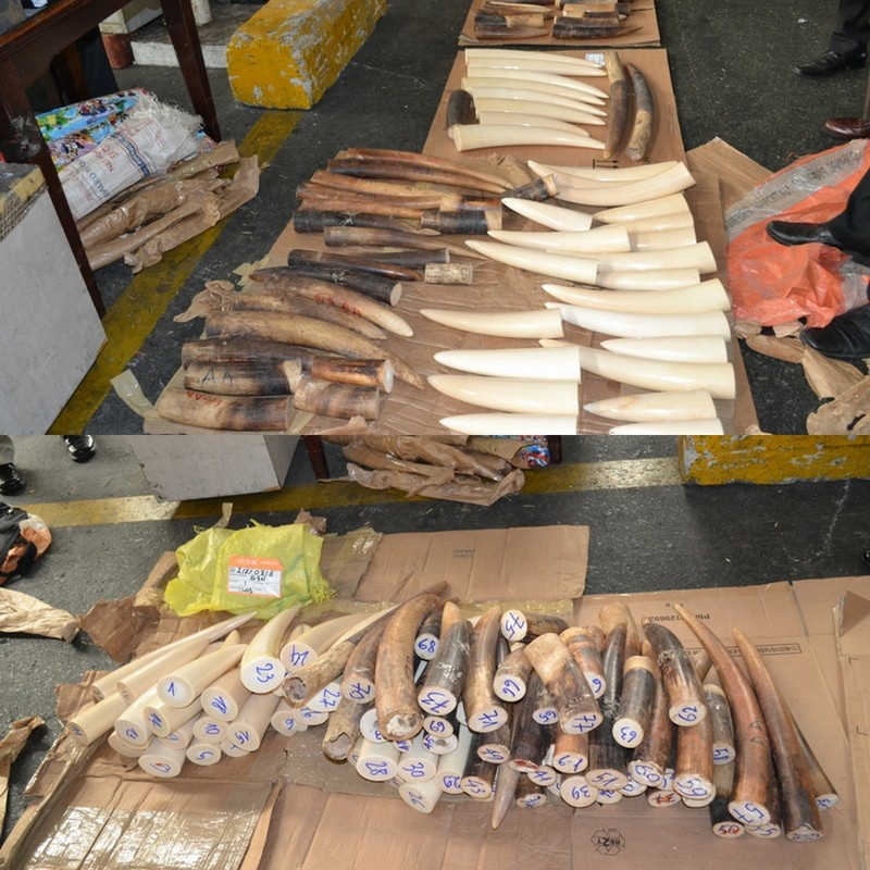 110 kg ngà voi từ Châu Phi vận chuyển về Việt Nam bị lực lượng chức năng bắt giữ.