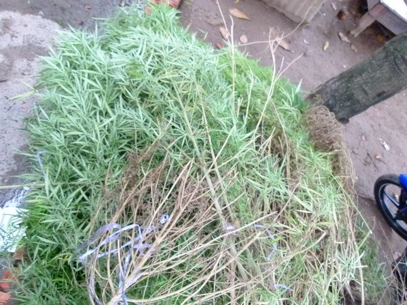 Trong can sa trong khu dan cu o Sai Gon hinh anh