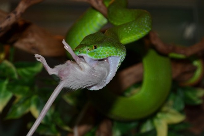 Ran luc duoi do can khong nguy hiem nhu ran ho mang hinh anh