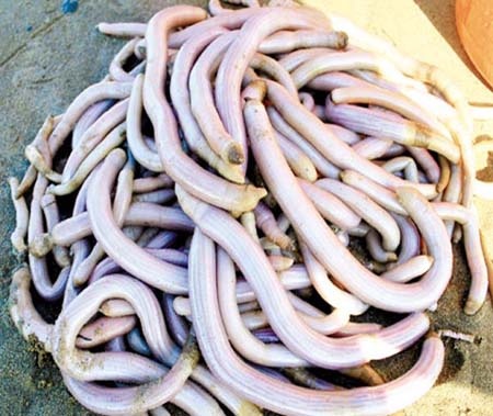 Truy duoi 3 thanh nien mang dia sam di tieu thu tren song hinh anh