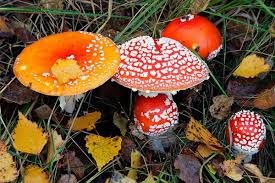 An nam doc tren rung, 5 nguoi nguy kich hinh anh