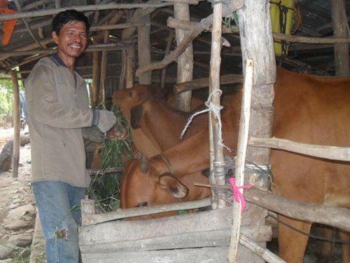 Ga giang ho va uoc vong doi doi tu dan bo hinh anh