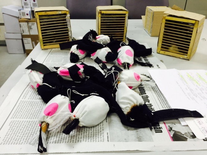 Giau chim quy trong quan anh 1