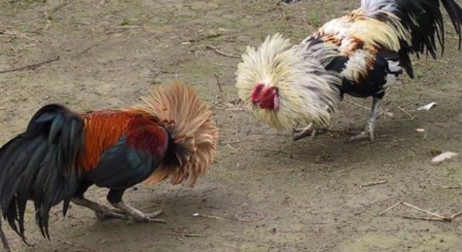 Công an nổ súng bắt đá gà ảnh 1 Cong an no sung bat da ga anh 1