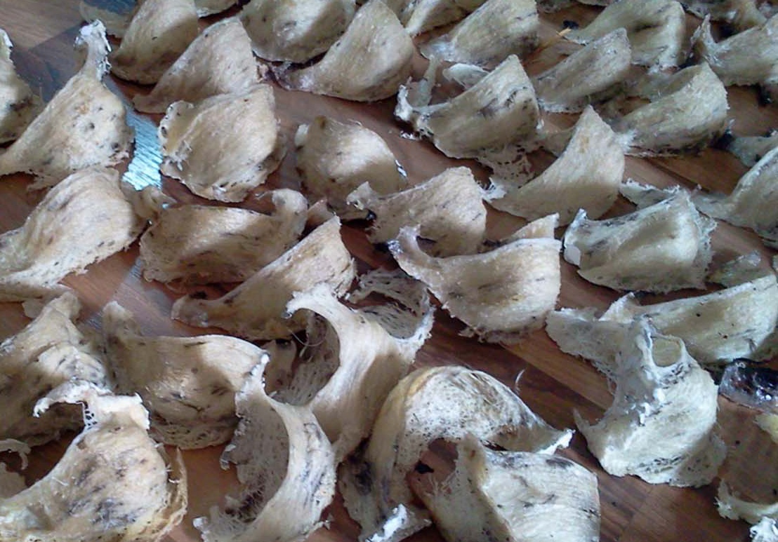 Nhập lậu tổ yến  ảnh 1 Nhap lau to yen anh 1