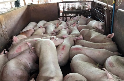 Phat hien 13 lo mo o Sai Gon tiem thuoc an than cho heo hinh anh