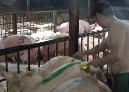 Dieu tra dau hieu can bo thu y tiep tay vu tiem thuoc an than vao heo hinh anh