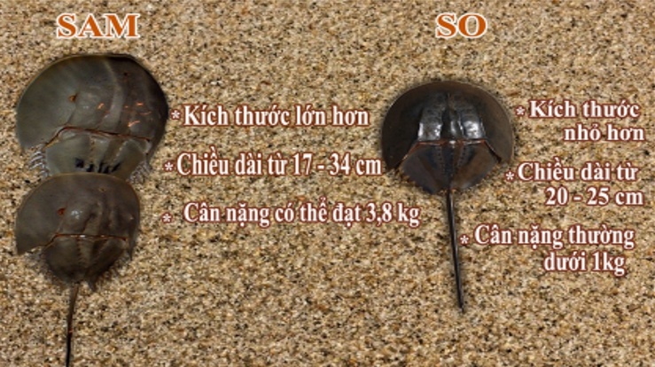 Suyt chet vi ngo doc anh 1